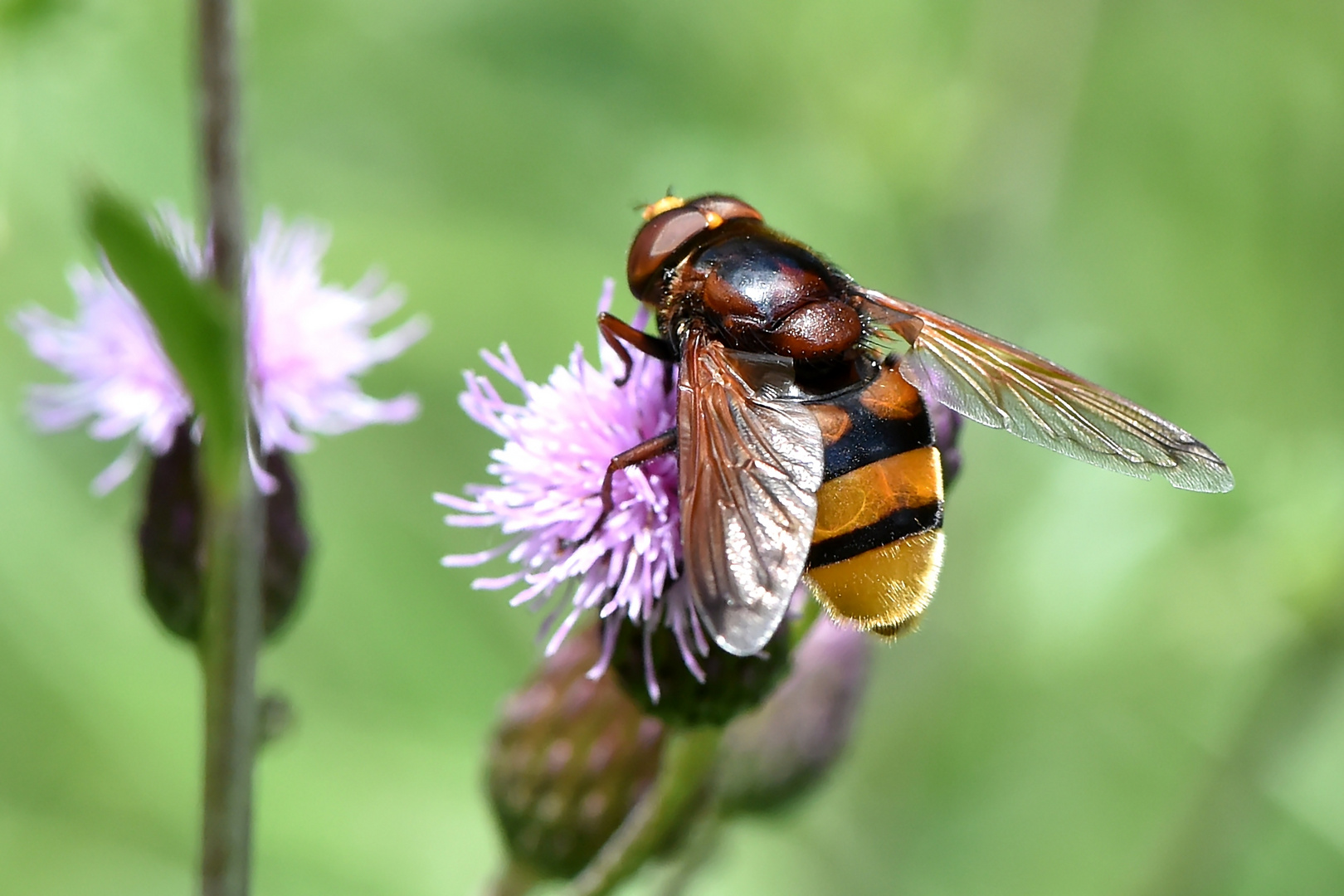 Hornissen-Schwebfliege (Volucella zonaria)