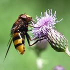 Hornissen-Schwebfliege (Volucella zonaria)