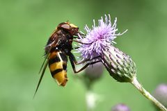 Hornissen-Schwebfliege (Volucella zonaria)