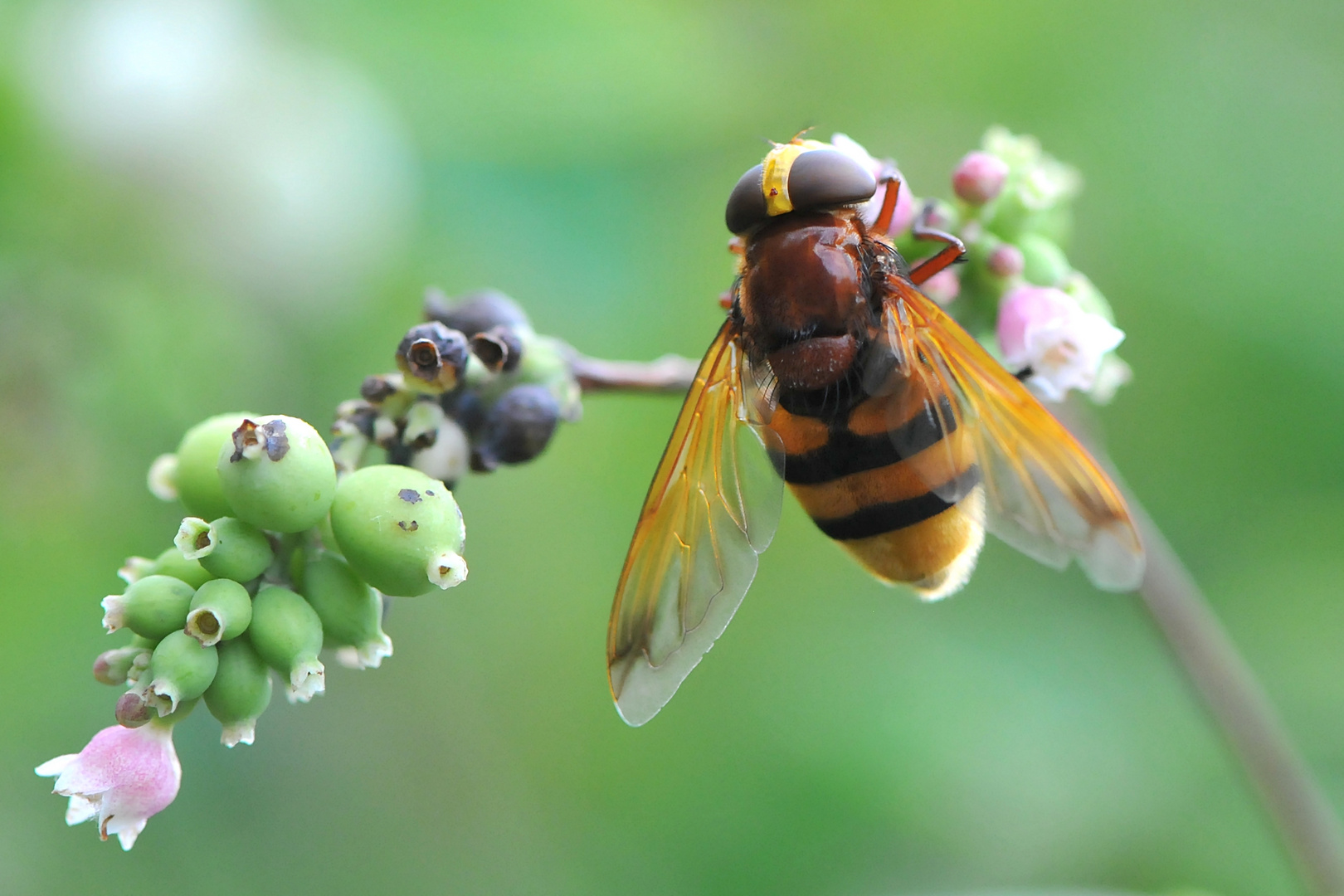 Hornissen Schwebfliege (Volucella zonaria)..