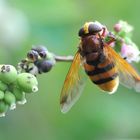 Hornissen Schwebfliege (Volucella zonaria)..