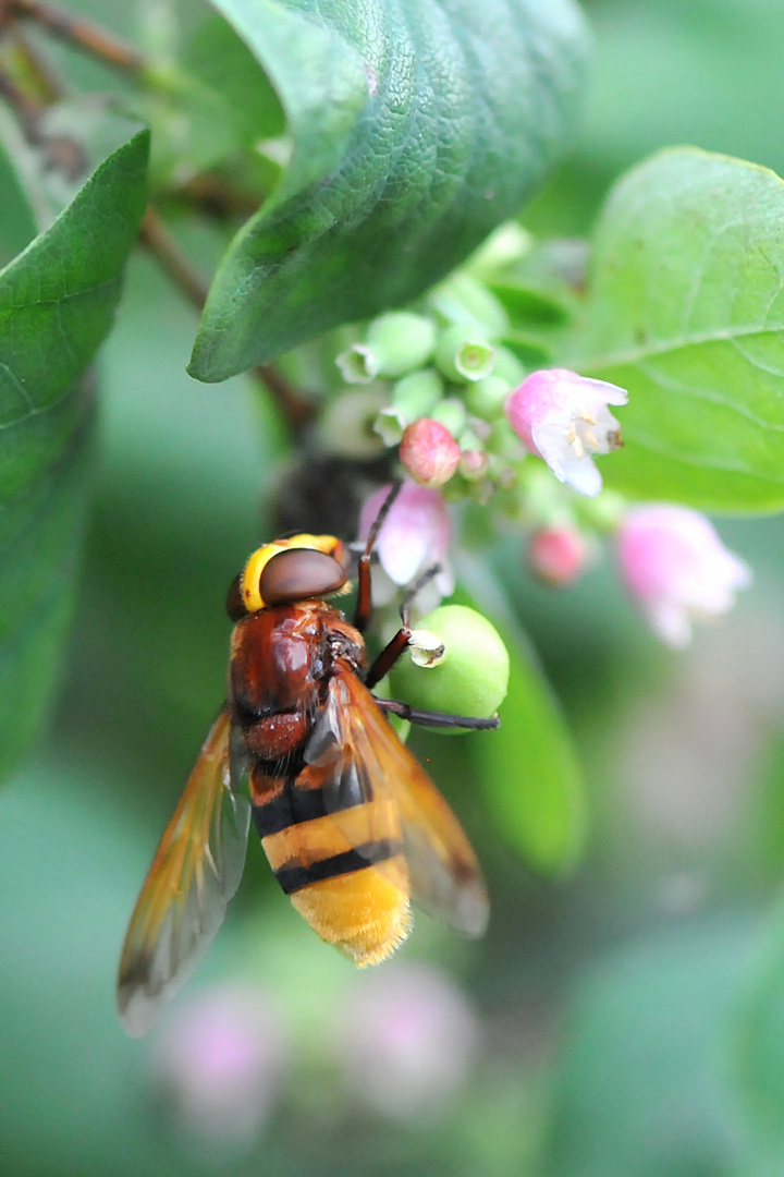 Hornissen Schwebfliege (Volucella zonaria)