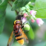 Hornissen Schwebfliege (Volucella zonaria)