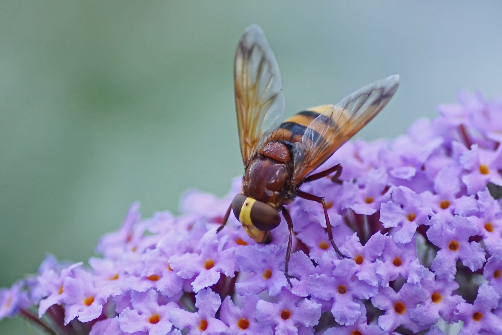 Hornissen-Schwebfliege (Volucella zonaria)