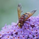 Hornissen-Schwebfliege (Volucella zonaria)