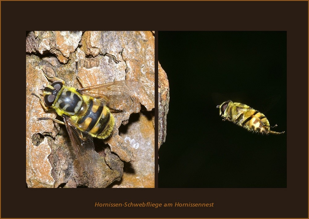 Hornissen-Schwebfliege (?) Wahre Identität erkannt !!!