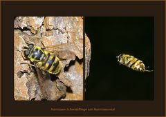 Hornissen-Schwebfliege (?) Wahre Identität erkannt !!!