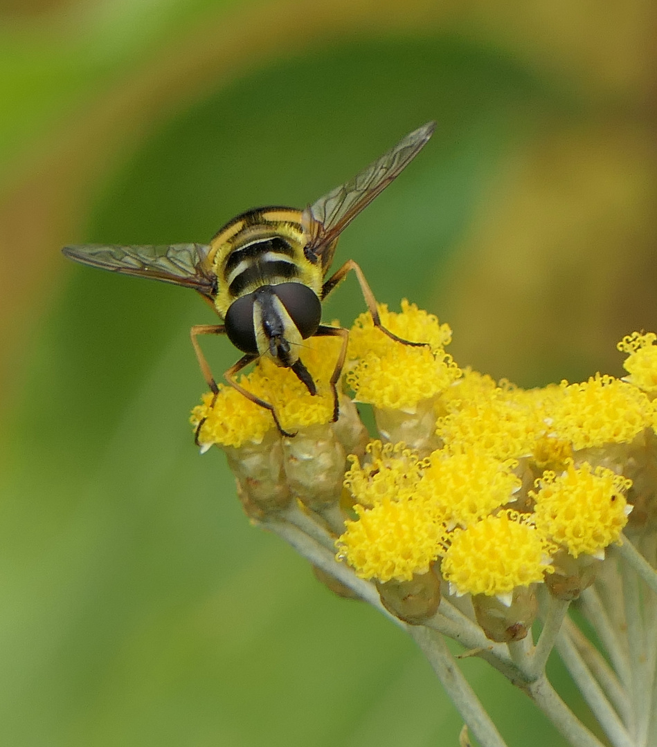  Hornissen Schwebflliege