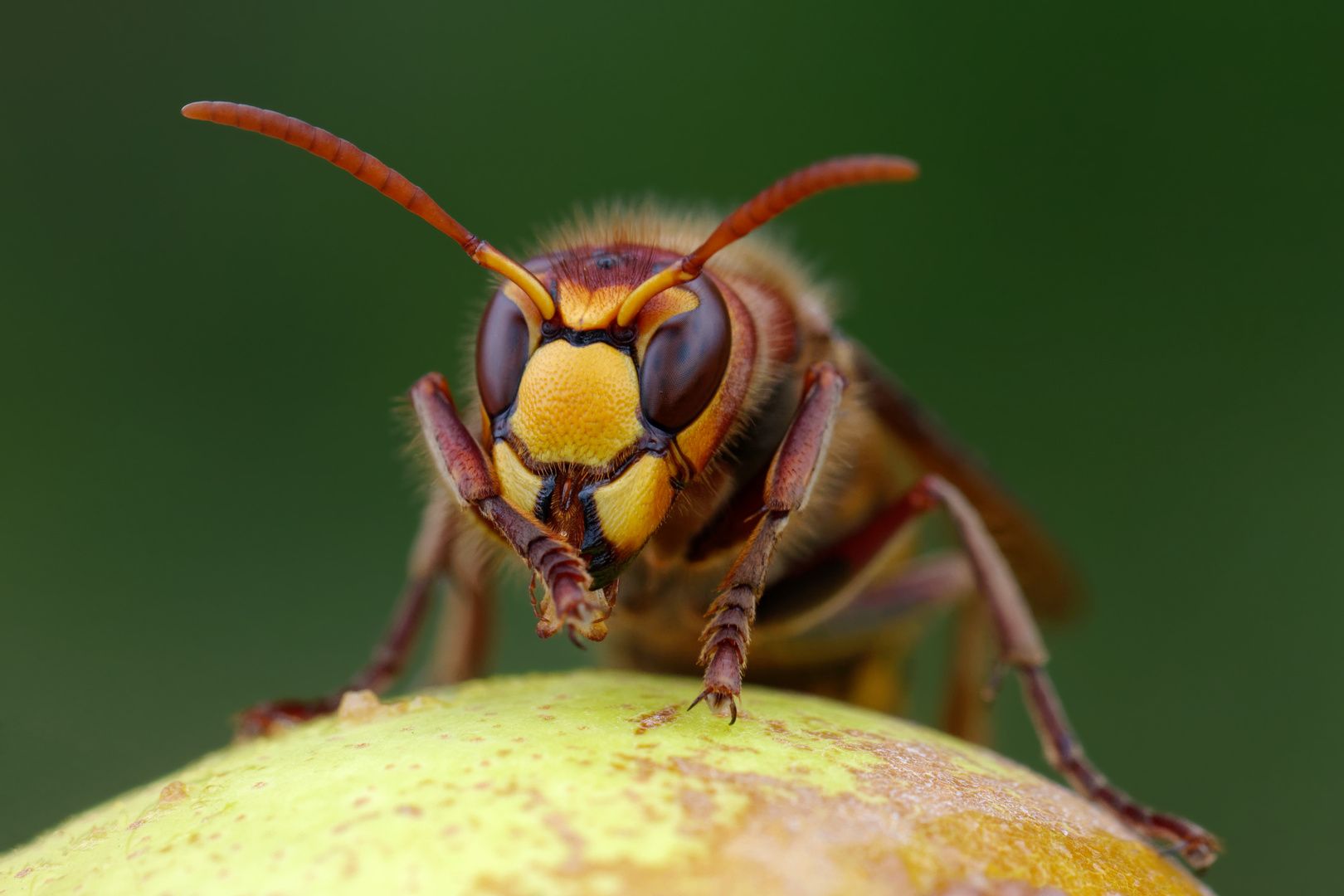 Hornissenarbeiterin beim Putzen 