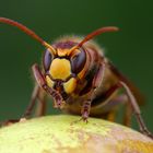 Hornissenarbeiterin beim Putzen 