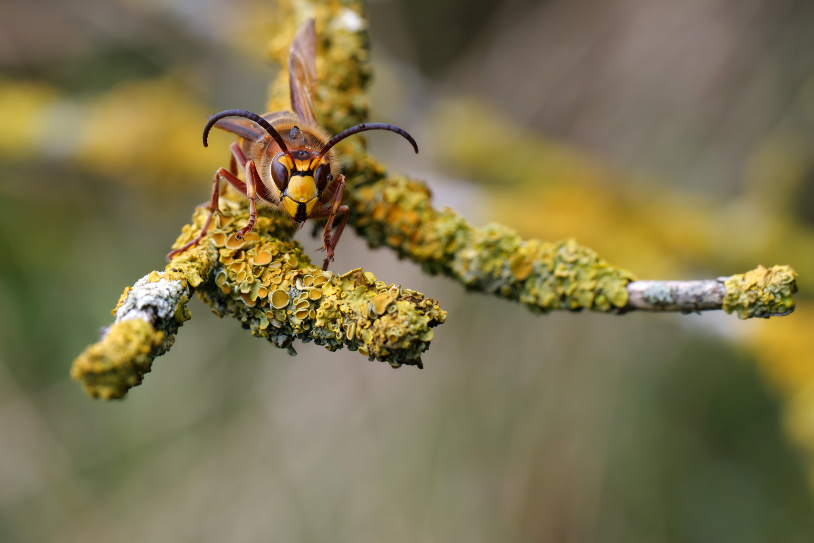 Hornissendrohn auf Flechtenast