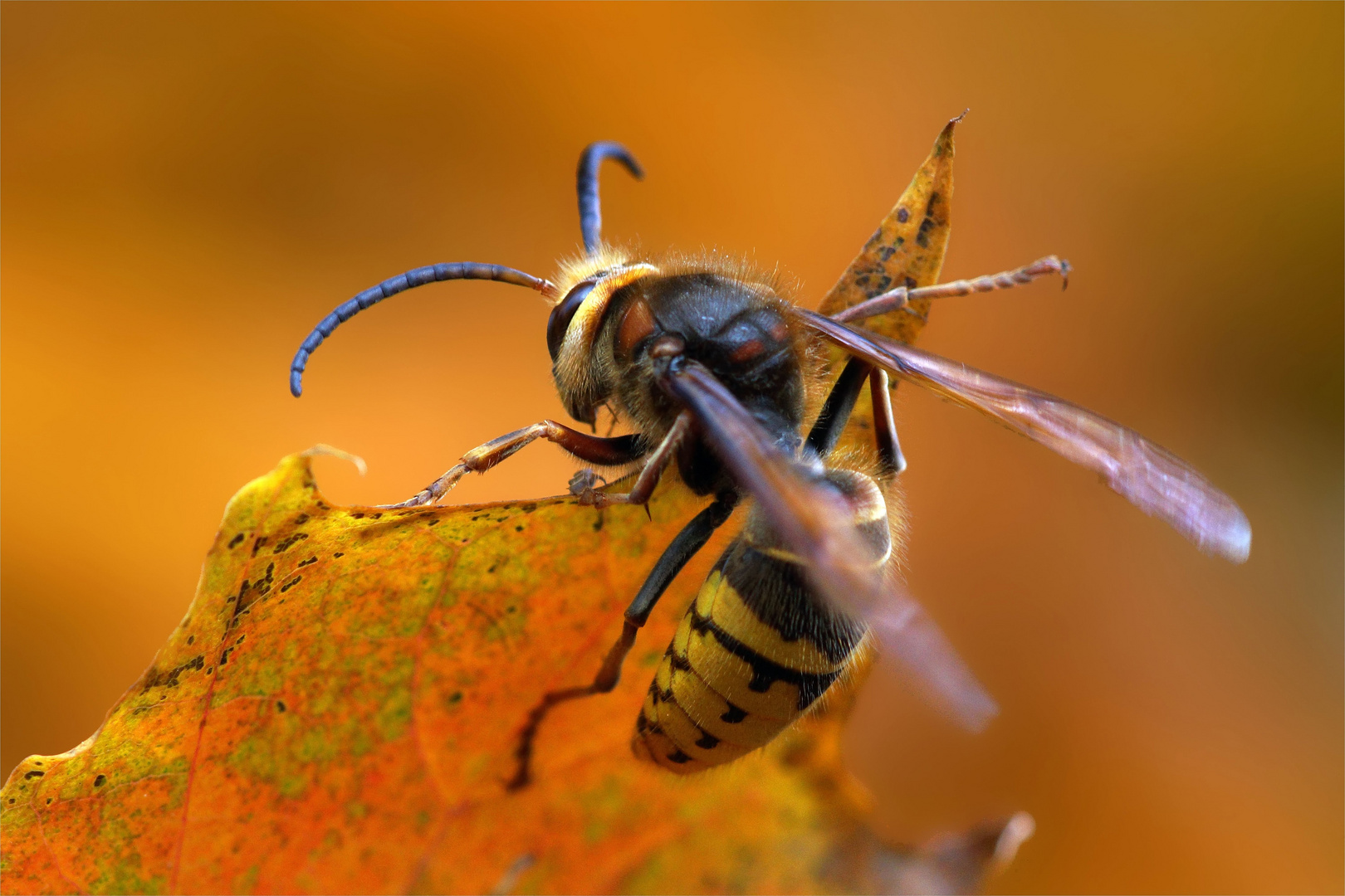 Hornissendrohn im Herbst - Vespa crabro crabro