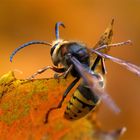 Hornissendrohn im Herbst - Vespa crabro crabro