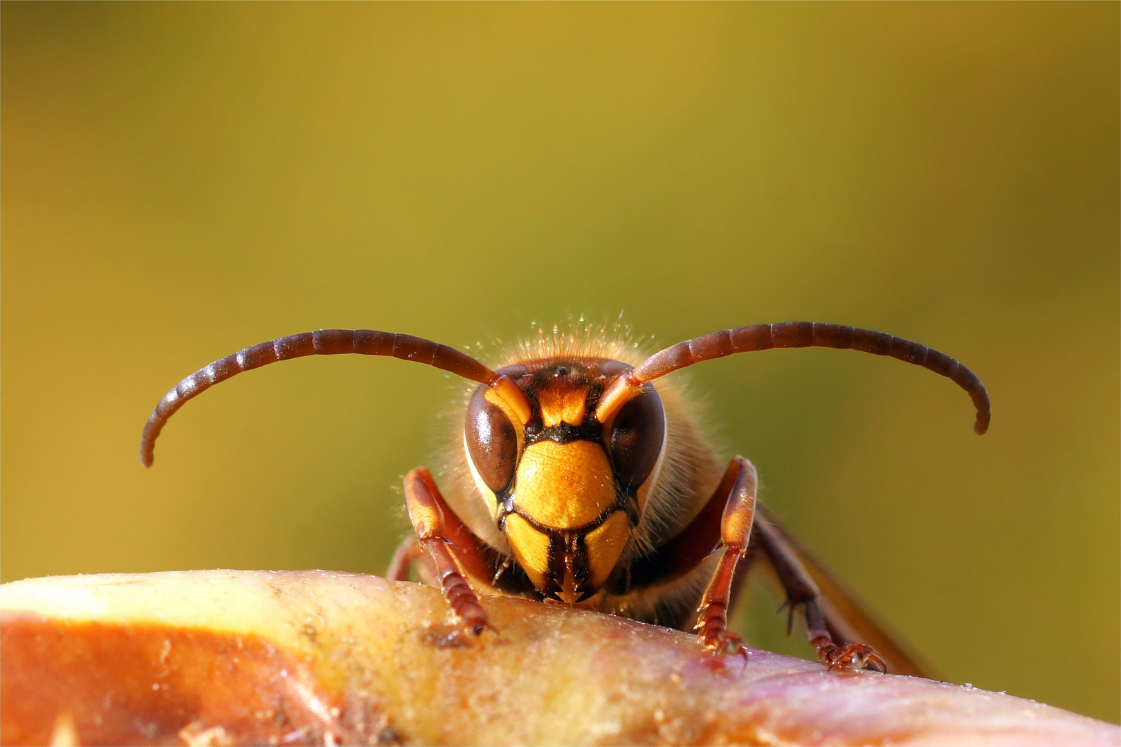 Hornissendrohn - Vespa crabro