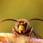 Hornissendrohn - Vespa crabro