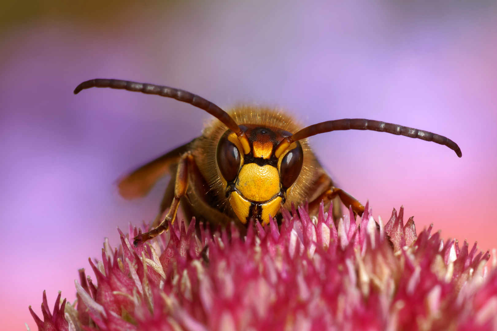 Hornissendrohn - Vespa crabro beim Aufwärmen