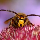 Hornissendrohn - Vespa crabro beim Aufwärmen