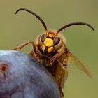 Hornissendrohn - Vespa crabro crabro