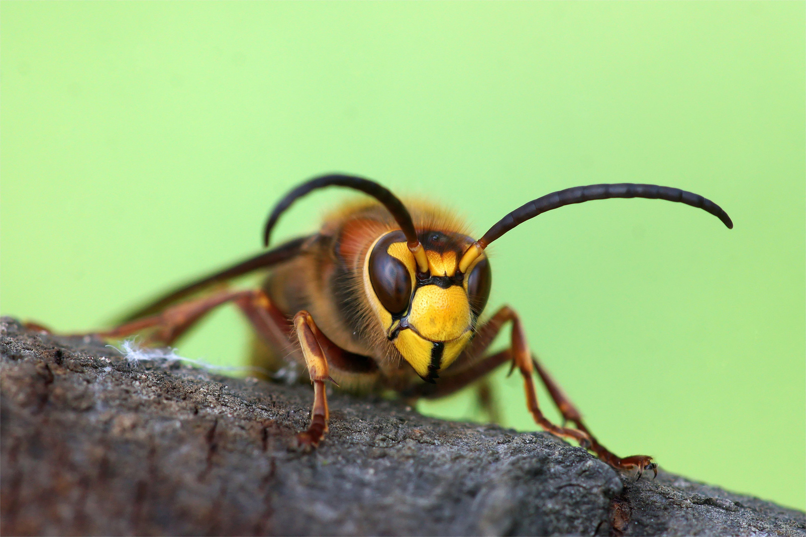 Hornissendrohn - Vespa crabro