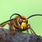 Hornissendrohn - Vespa crabro