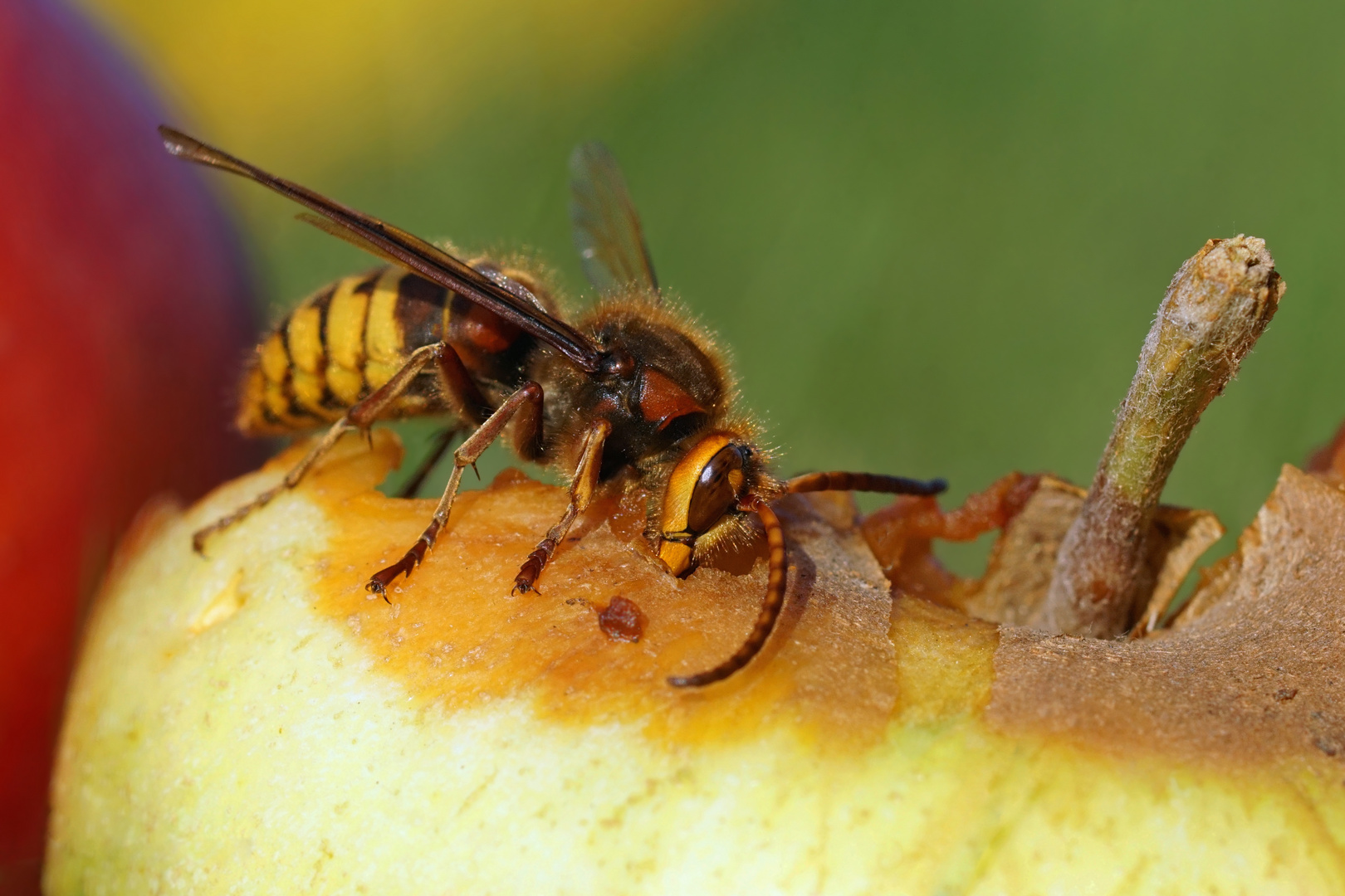 Hornissendrohn ( Vespa crabro germana)  am Fallobst