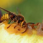 Hornissendrohn ( Vespa crabro germana)  am Fallobst