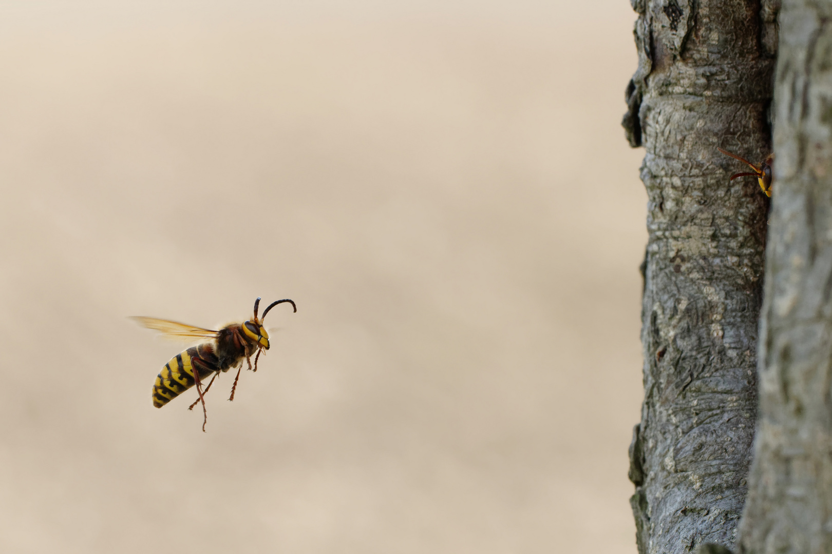 Hornissendrohn ( Vespa crabro germana) im Anflug 