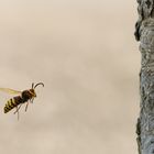 Hornissendrohn ( Vespa crabro germana) im Anflug 