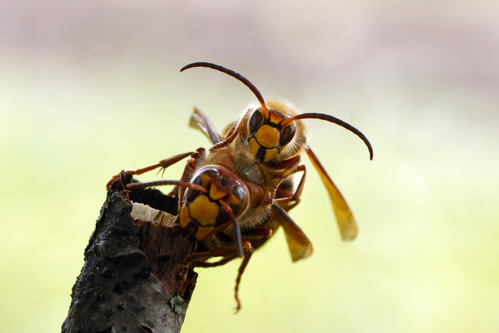 Hornissendrohn ( Vespa crabro germana) versucht eine Paarung mit Jungkönigin