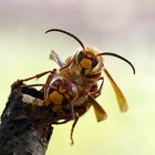 Hornissendrohn ( Vespa crabro germana) versucht eine Paarung mit Jungkönigin