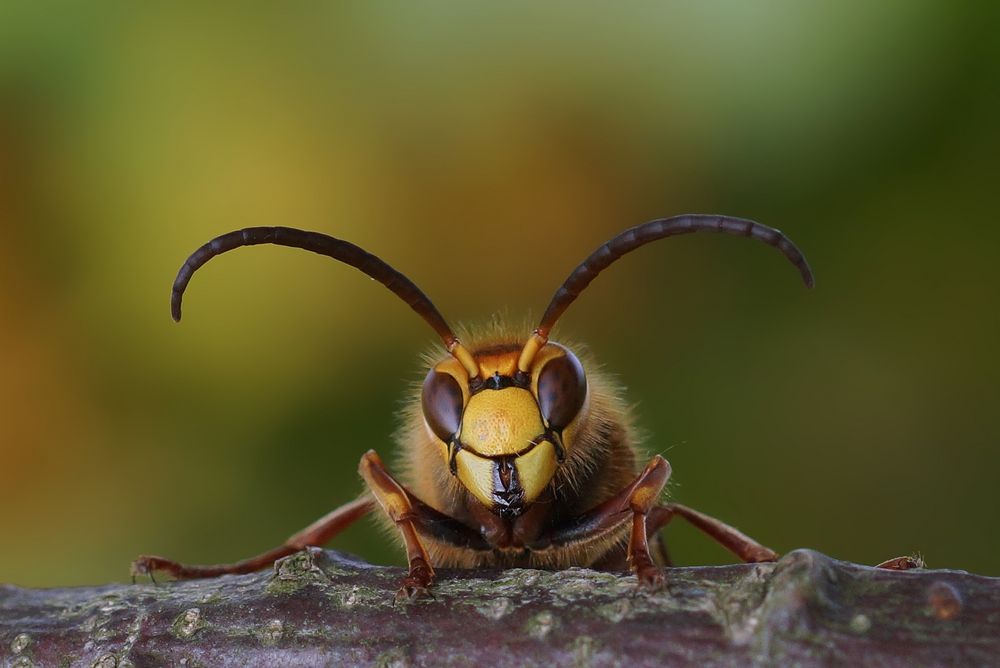 Hornissendrohn - Vespa crabro - im Herbst