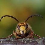 Hornissendrohn - Vespa crabro - im Herbst