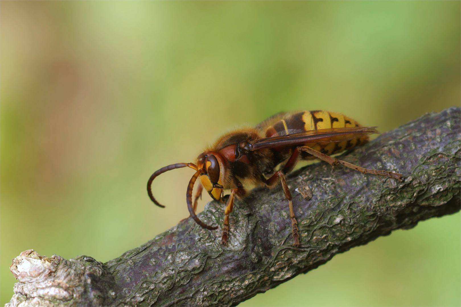 Hornissendrohn - Vespa crabro - Seitenansicht