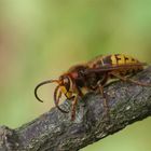 Hornissendrohn - Vespa crabro - Seitenansicht