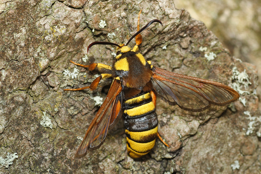 Hornissenglasflügler