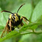 Hornissenglasflügler (Sesia apiformis) 2