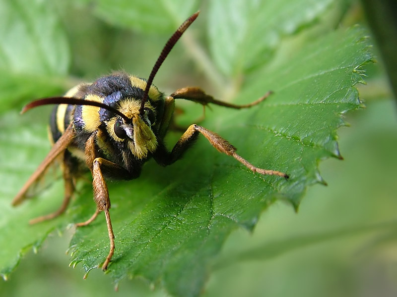 Hornissenglasflügler (Sesia apiformis)