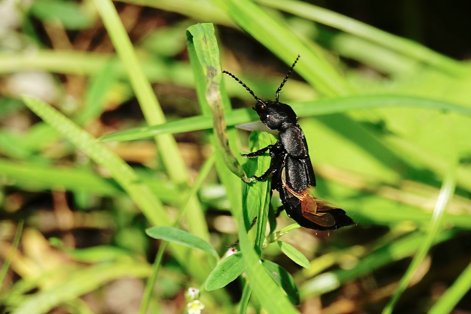 HORNISSENKÄFER