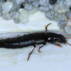 Hornissenkäfer, Hornissenkurzflügelkäfer, Hornet rove beetle, Quedius dilatatus