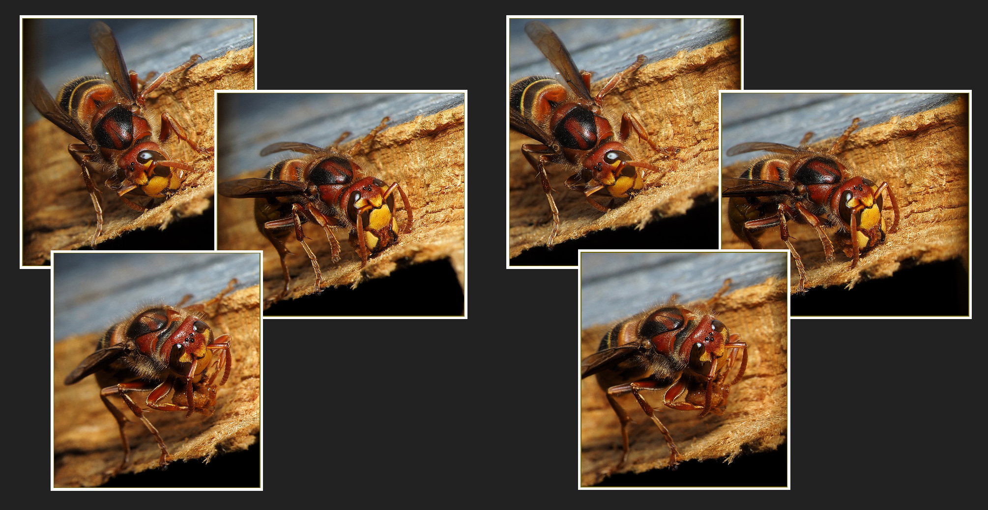 Die Hornissenkönigin Bilder: Ein Abenteuer für deine Fantasie!