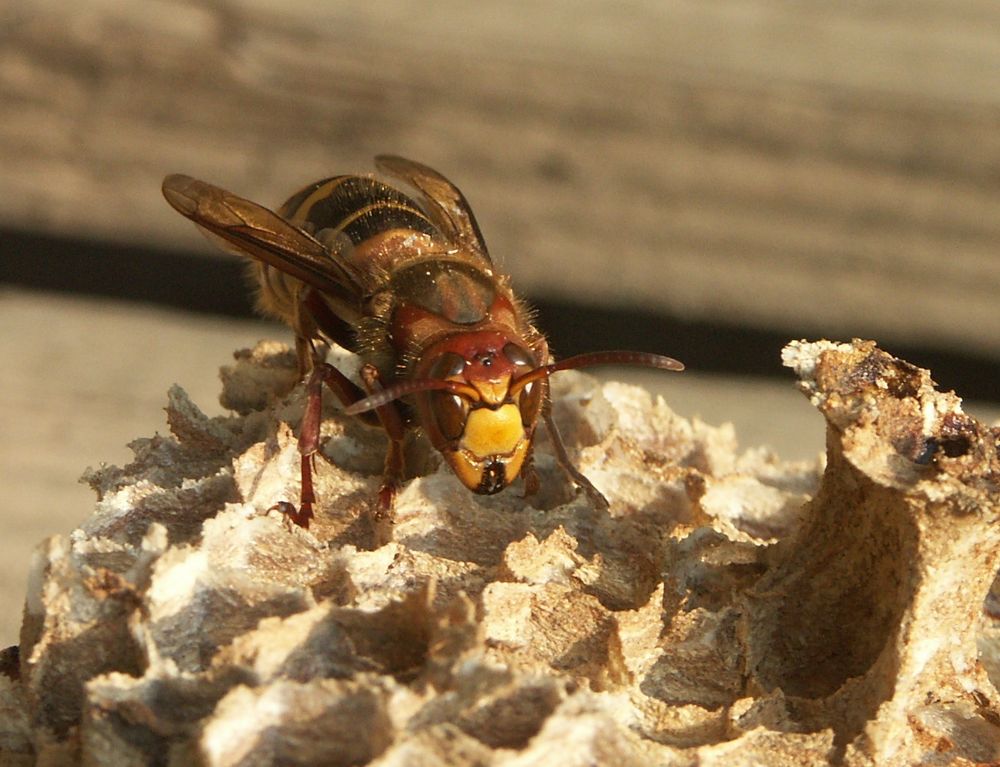 Hornissenkönigin auf Wabenstock