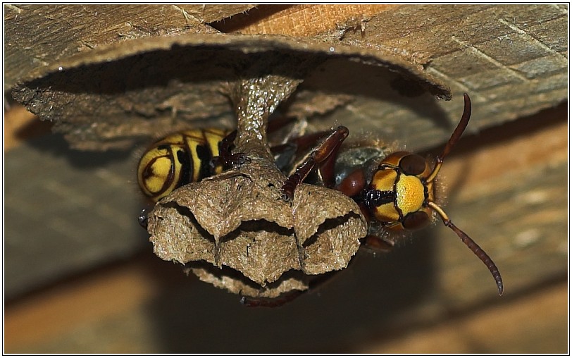 Hornissenkönigin beim Nestbau