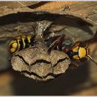 Hornissenkönigin beim Nestbau