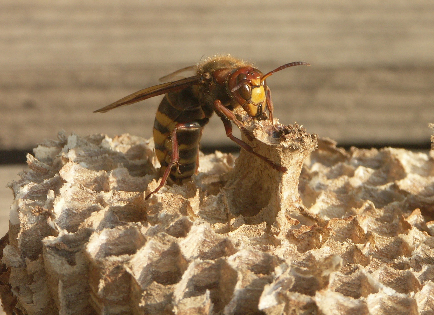 Hornissenkönigin