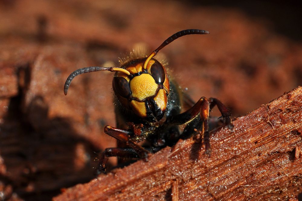 Hornissenkönigin (Vespa crabro)