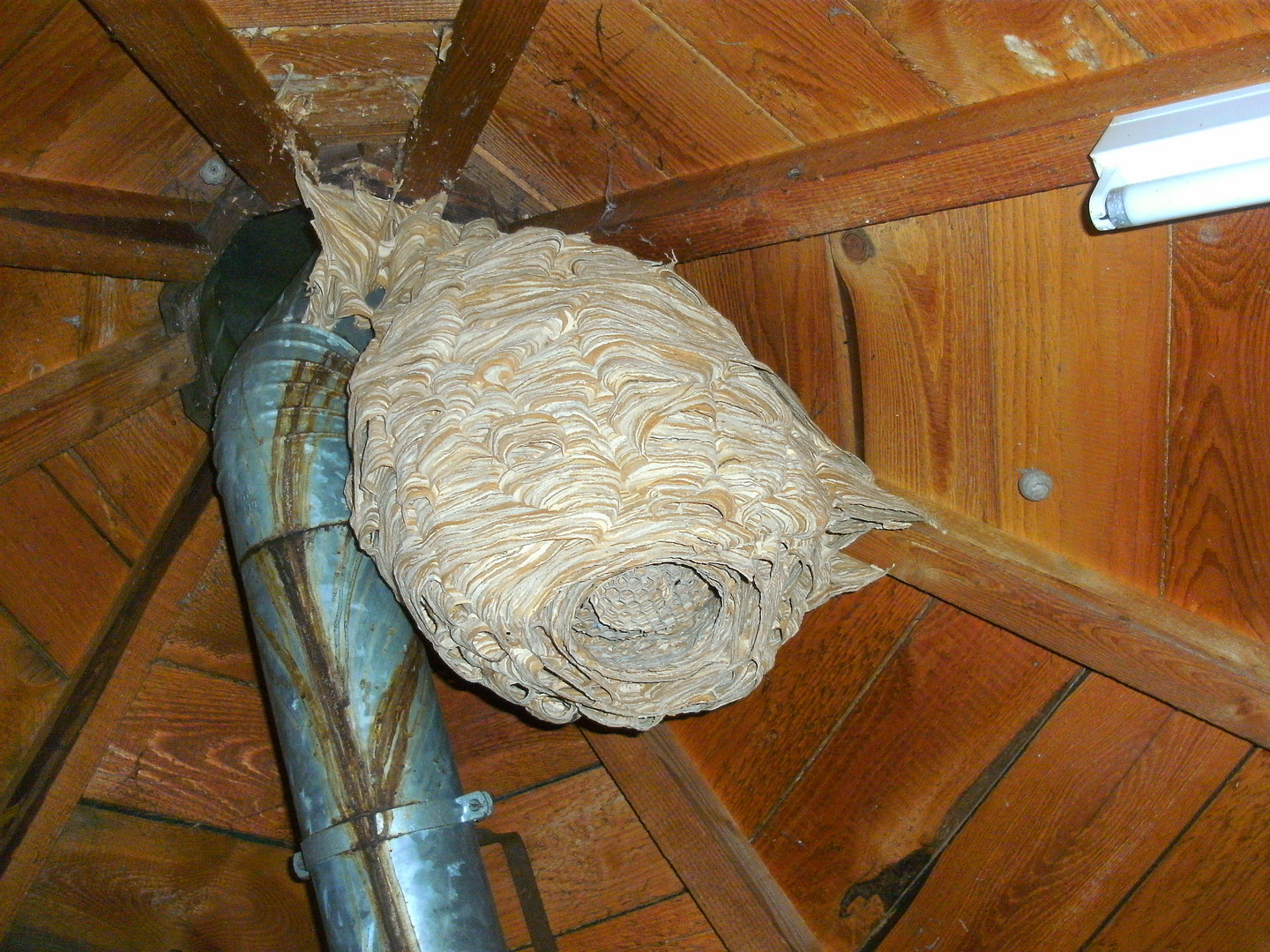Hornissennest 24 Foto & Bild | tiere, spuren von tieren, hornissennest ...