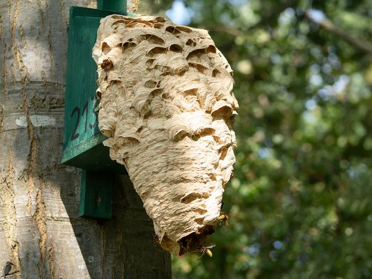 Hornissennest an Meisenkasten