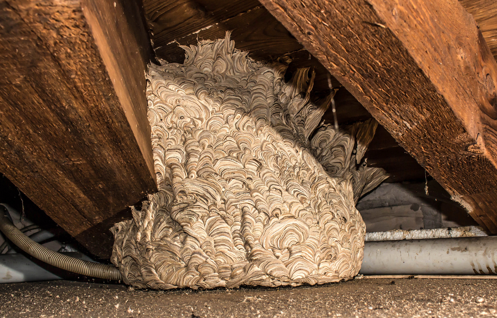 Hornissennest auf dem Dachboden