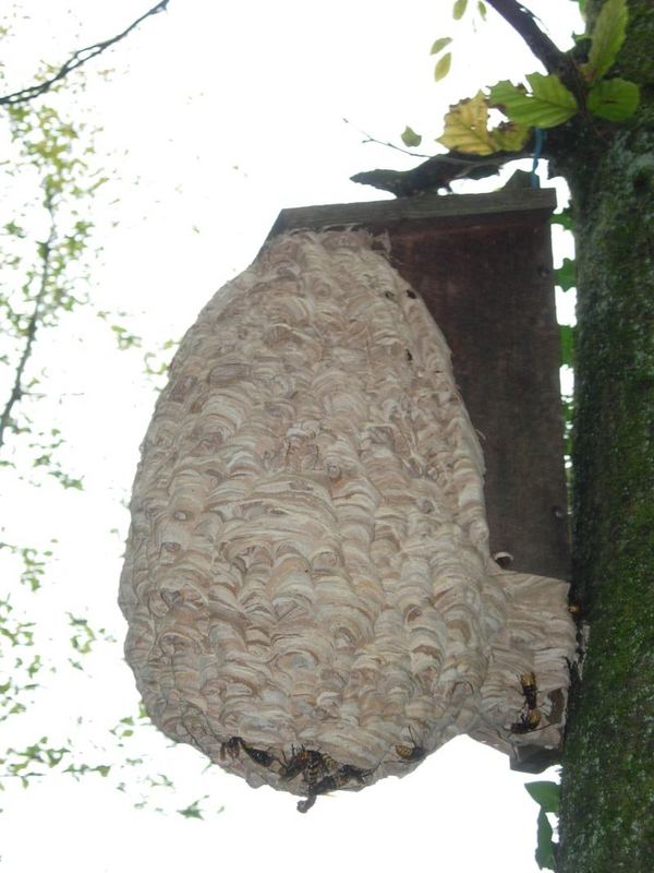 Hornissennest Foto & Bild | tiere, wildlife, insekten Bilder auf ...