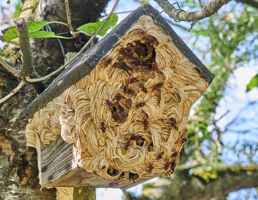 Hornissennest im Vogelhaus